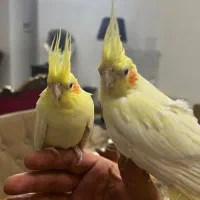 طوطی عروس /هلندی / سرلاک|پرنده|آمل, |دیوار