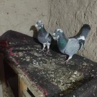کفتر جفت گاه