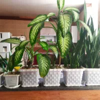 فروش گل و گلدان