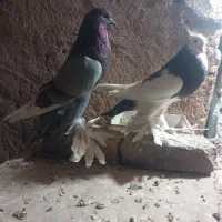 دوجفت کفتر معاوضه با ماده دوکت تهرونی|پرنده|یزد, |دیوار