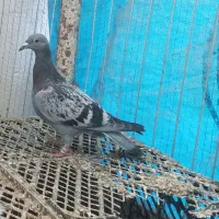 گمشده کبوتر پلاکی جوجه