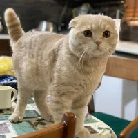 پسر اسکاتیش برای جفتگیری