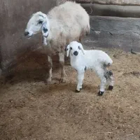 میش قارا گوز|حیوانات مزرعه|خرمدشت, |دیوار