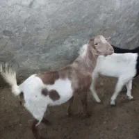 قیمت 8000000تومان|حیوانات مزرعه|بیکاه, |دیوار