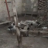 ۳ عدد غاز نر