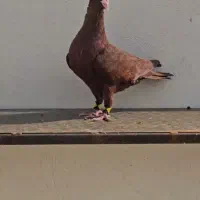 کبوتر|پرنده|برازجان, |دیوار