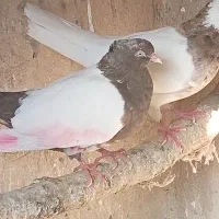 سرتع