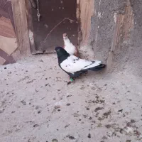 دوتا صید شب|پرنده|تایباد, |دیوار