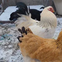 خروس برهما|حیوانات مزرعه|تهران, گلستان (شهرک راه آهن)|دیوار