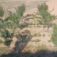 باغ-1500متری-زنجان-چایی-روستای-باری