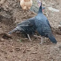 بوقلمون ماده وخروس