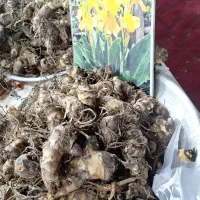 انواع پیاز گل های رنگی