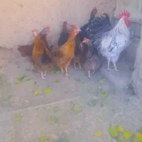 هشت تا مرغ تخمی و یه خروس
