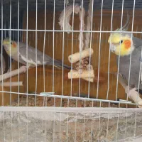 جفت طوطی عروس هلندی