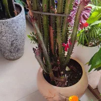 گل افوربیا رنگی