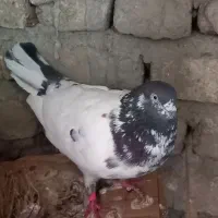 یکعدد کفتر کله دم سبز نر