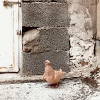 کفتر زرد و پلاکی