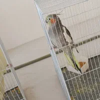 سلام جفت عروس هلندی کار داده