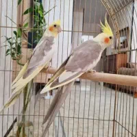 جفت عروس هلندی نرو ماده با قفسو لوازم|پرنده|قرچک, شهرک طلائیه|دیوار