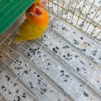 کوتوله برزیلی