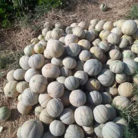 طالبی|عمده‌فروشی|ماژین, |دیوار