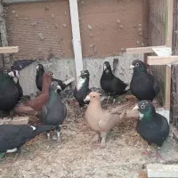 پلنگ زرد کلاغ