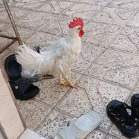 خروس