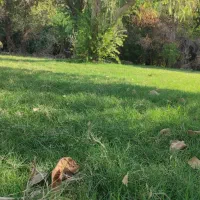 ف ر و ش ح و ا ل ه