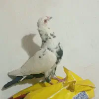 کفتر|پرنده|بیرجند, |دیوار