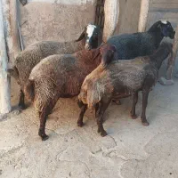 قوچ گله|حیوانات مزرعه|کلیائی, |دیوار