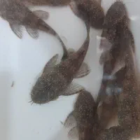 ماهی کت ال ۵۹