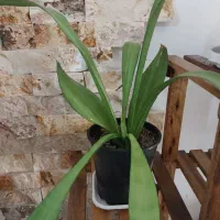 گل خورشیدی آونیوم و پتوس سانسوریا مهتابی و ابلغ|گل و گیاه طبیعی|اسلام‌شهر, شهرک محمدیه|دیوار