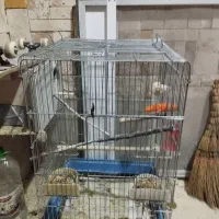 پرنده عروس هلندی یک جفت تخم گذاشته 5عدد