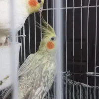 عروس هلندی|پرنده|کوچصفهان, |دیوار