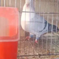 کفترکلاغ کربلایی کاکلی کله سفیدسر سفید کاکلی|پرنده|کاشمر, |دیوار