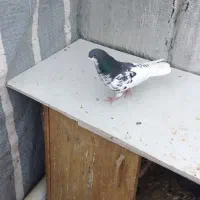 فروش کبوتر|پرنده|شیراز, امام حسین|دیوار