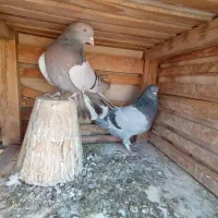 کبوتر اصفهانی کاغذی سینه طلای|پرنده|خمینی‌شهر, |دیوار