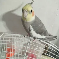 عروس هلندی فول رام سخنگو|پرنده|فردوس (خراسان), |دیوار