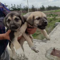 توله سگ خراسانی نر