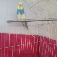 مرغ عشق انگلیسی گریدبالا|پرنده|گرمدره, |دیوار