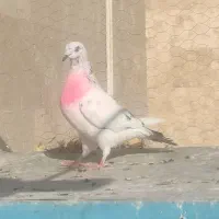 کبوتر گرفتنی طبقه ۱۰|پرنده|قم, شاه سید علی|دیوار