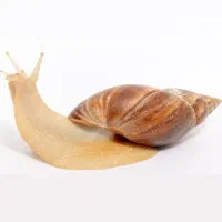 حلزون طبی
