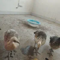 طاووس