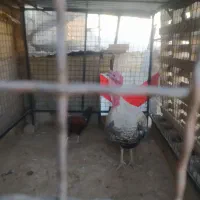 بوقلمون خرطی