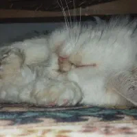 گربه