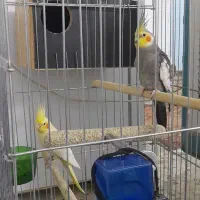 یک جفت عروس هلندی با یه دونه جوجه