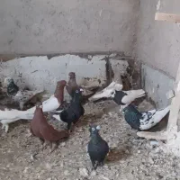 کبوتر بهبهونی|پرنده|شیراز, کرونی(خاتونک)|دیوار