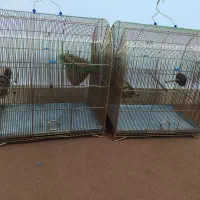 قفس قناری برنجی دست ساز