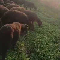 گوسفند قیزل افشار