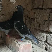 کبوتر